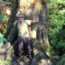 The tree Abuelo Tineo in the Oncol Park 